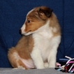 Small Photo #4 Shetland Sheepdog Puppy For Sale in CHRISTIANA, PA, USA