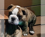 Small Photo #6 Bulldog Puppy For Sale in GOLDSBORO, NC, USA