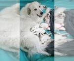 Small Great Pyrenees