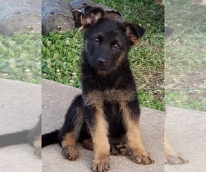 German Shepherd Dog Puppy for sale in PULASKI, TN, USA
