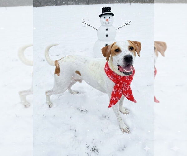 Medium Photo #1 Mutt Puppy For Sale in Evansville, IN, USA