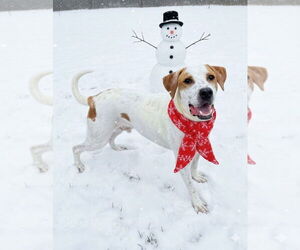 Mutt Dogs for adoption in Evansville, IN, USA