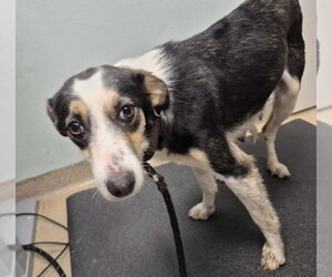 Mutt Dogs for adoption in Fort Collins, CO, USA