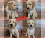 Small Photo #6 Golden Retriever Puppy For Sale in SALISBURY, NC, USA