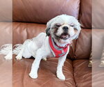 Small #1 Shih Tzu