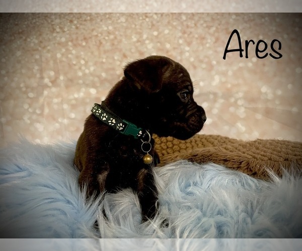 Medium Photo #4 Cane Corso Puppy For Sale in SPRING, TX, USA