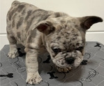 Small Photo #3 French Bulldog Puppy For Sale in ALTA LOMA, CA, USA
