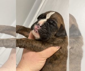 Boxer Puppy for sale in KNOXVILLE, TN, USA