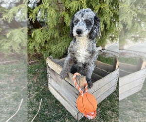 Cockapoo Puppy for sale in MIDDLEBURY, IN, USA
