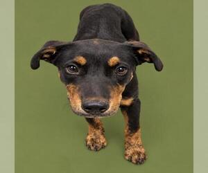 Mutt Dogs for adoption in HESPERIA, CA, USA