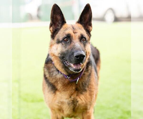 Medium Photo #2 German Shepherd Dog Puppy For Sale in Camarillo, CA, USA