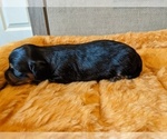 Small Photo #2 Dachshund Puppy For Sale in SWEET HOME, OR, USA