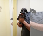 Small Photo #1 Dachshund Puppy For Sale in ANAHEIM, CA, USA
