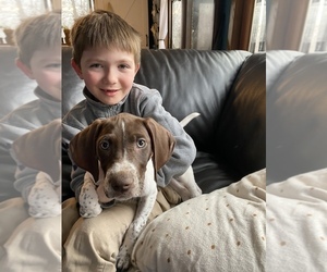 German Shorthaired Pointer Puppy for sale in CROSBY, MN, USA