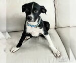 Small #5 Mutt