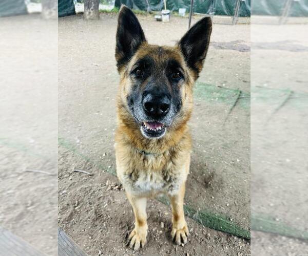 Medium Photo #2 German Shepherd Dog Puppy For Sale in Santa Barbara, CA, USA