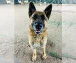 Small #1 German Shepherd Dog