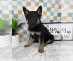 Small #4 German Shepherd Dog