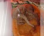 Small #13 Poodle (Standard)