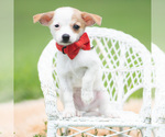 Small #1 Chihuahua