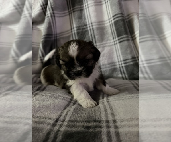 Medium Photo #2 Shih Tzu Puppy For Sale in GLENDALE HEIGHTS, IL, USA