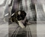 Small #1 Shih Tzu