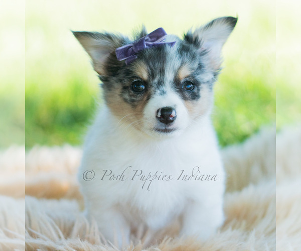 Medium Photo #62 Chihuahua Puppy For Sale in WARSAW, IN, USA