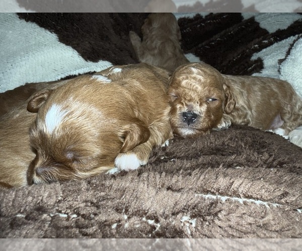 Medium Photo #2 Cavapoo (Miniature) Puppy For Sale in MUNFORDVILLE, KY, USA