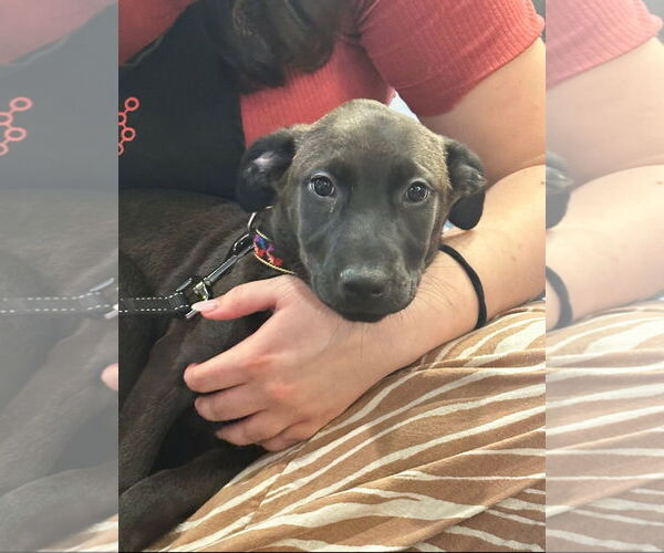 Medium Photo #7 Catahoula Leopard Dog-Labrador Retriever Mix Puppy For Sale in Sanford, FL, USA