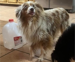 Father of the Miniature Australian Shepherd puppies born on 01/22/2024