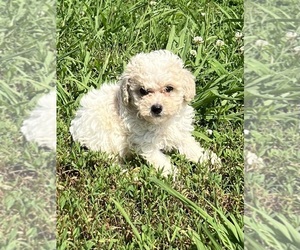 Poodle (Toy) Puppy for sale in BELDEN, MS, USA