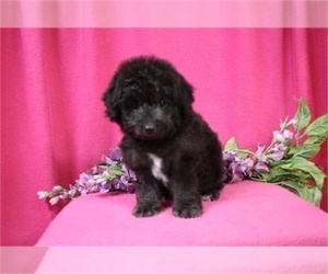 Poodle (Miniature) Puppy for sale in MIAMI, FL, USA
