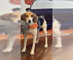Small American Foxhound Mix