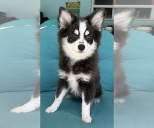 Medium Pomsky