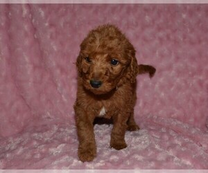 Goldendoodle Puppy for sale in FORT VALLEY, VA, USA
