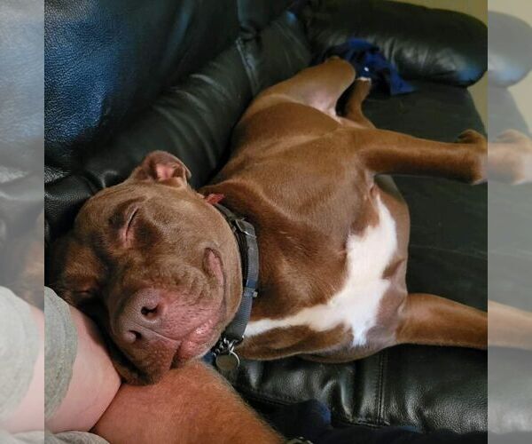 Medium Photo #2 American Pit Bull Terrier-Unknown Mix Puppy For Sale in FRAMINGHAM, MA, USA