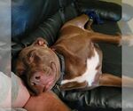 Small #1 American Pit Bull Terrier Mix