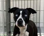 Small Labrador Retriever Mix