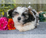 Puppy Carsten Shih Tzu