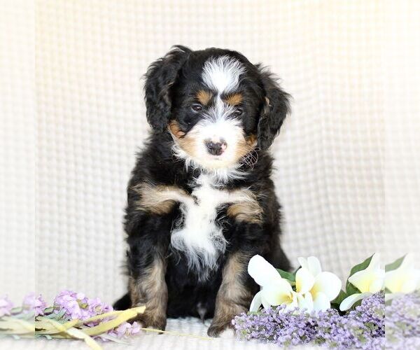 Medium Photo #4 Bernedoodle (Miniature) Puppy For Sale in GORDONVILLE, PA, USA