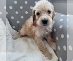 Small Photo #2 Goldendoodle Puppy For Sale in WEST, TX, USA