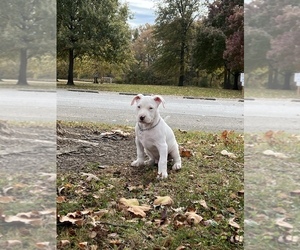 American Pit Bull Terrier Puppy for sale in WESTERVILLE, OH, USA