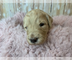 Goldendoodle Puppy for sale in CONCORD, NC, USA