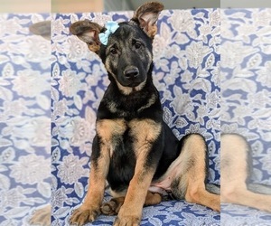 German Shepherd Dog Puppy for sale in OXFORD, PA, USA