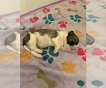 Small Photo #11 Lhasa Apso Puppy For Sale in GIBSONTON, FL, USA