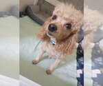 Small #5 Poodle (Miniature)