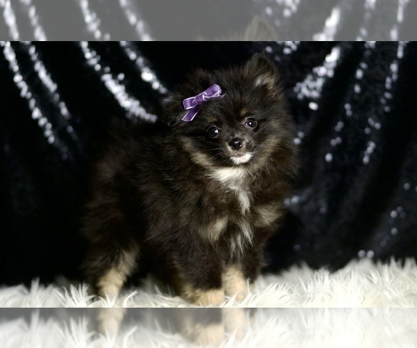 Medium Photo #5 Pomeranian Puppy For Sale in WARSAW, IN, USA