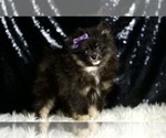 Small #4 Pomeranian