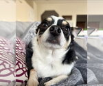 Small #2 Chihuahua