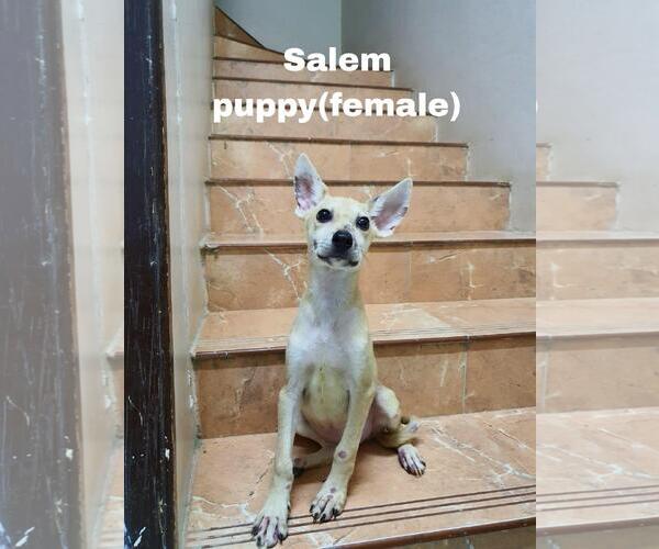 Medium Photo #13 Saluki-Whippet Mix Puppy For Sale in Sebec, ME, USA
